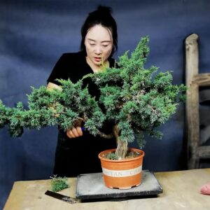 How to bend a bonsai - great bonsai bending skills #230