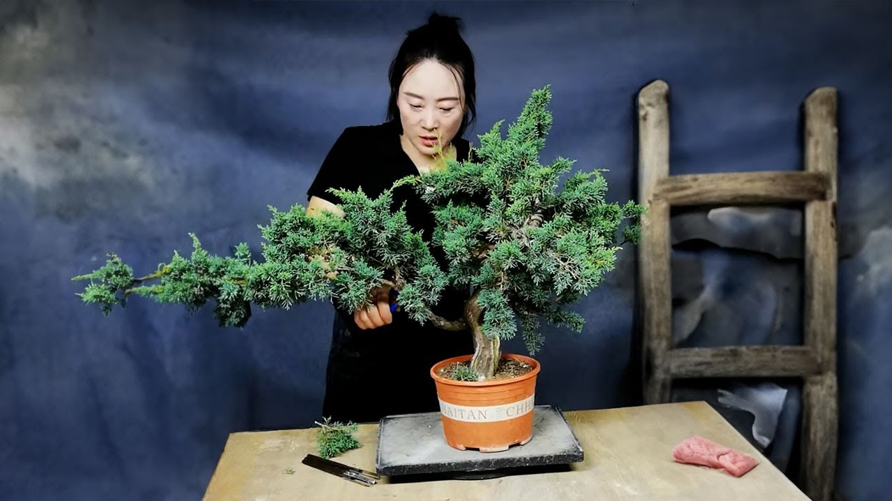 How to bend a bonsai - great bonsai bending skills #230