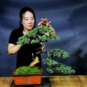 How to bend a bonsai - great bonsai bending skills #231