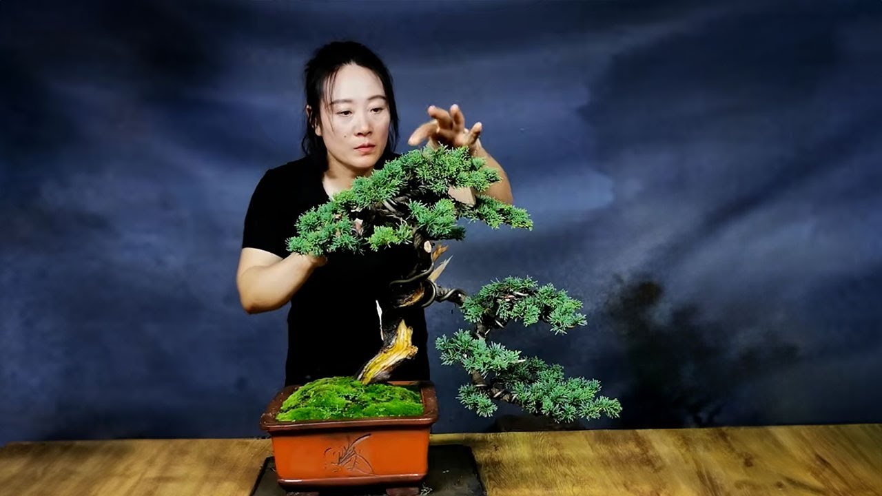 How to bend a bonsai - great bonsai bending skills #231