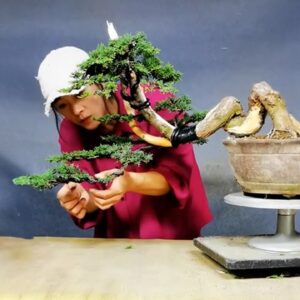 How to bend a bonsai - great bonsai bending skills #231