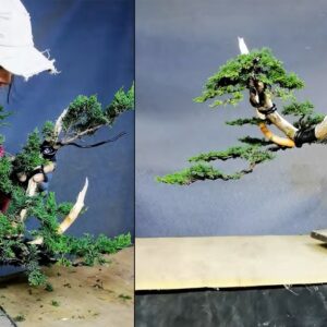 How to bend a bonsai - great bonsai bending skills #232 #bonsai #bonsaitree