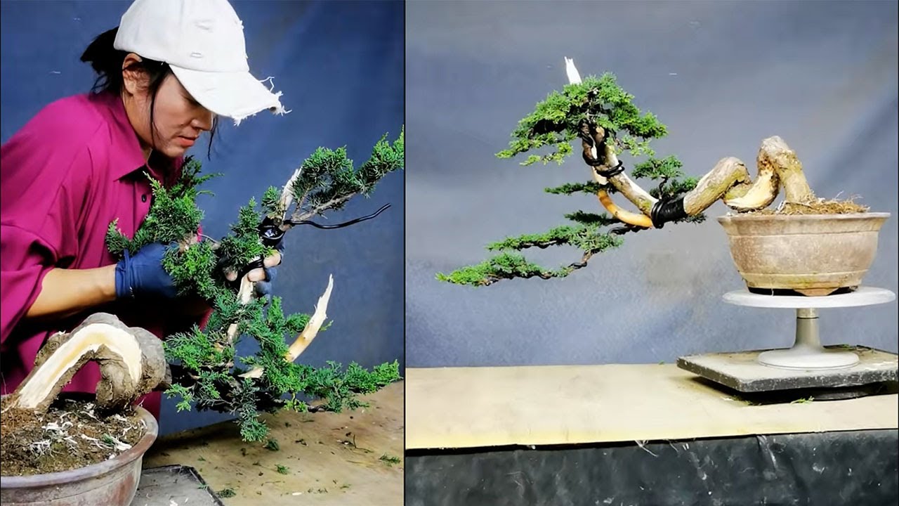 How to bend a bonsai - great bonsai bending skills #232 #bonsai #bonsaitree