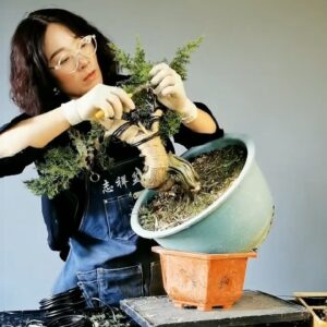 How to bend a bonsai - great bonsai bending skills #233