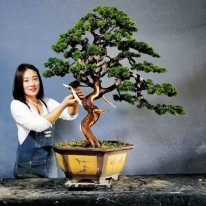 How to bend a bonsai - great bonsai bending skills #236 #lovebonsai #bonsai