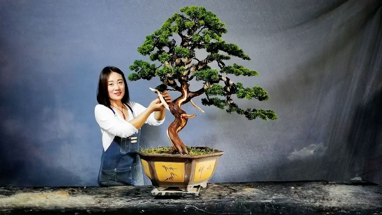 How to bend a bonsai - great bonsai bending skills #236 #lovebonsai #bonsai