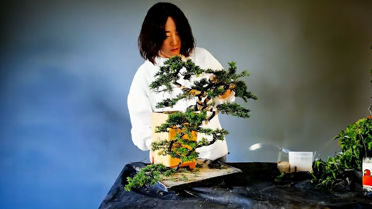 How to bend a bonsai - great bonsai bending skills #239