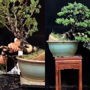 How to bend a bonsai - great bonsai bending skills #240