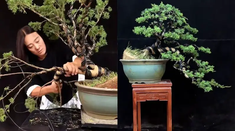 How to bend a bonsai - great bonsai bending skills #240