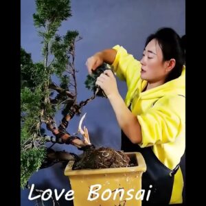 How to bend a bonsai - great bonsai bending skills #242