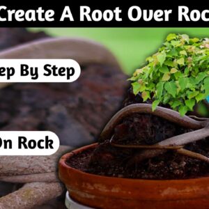 How To Create A Root Over Rock Bonsai