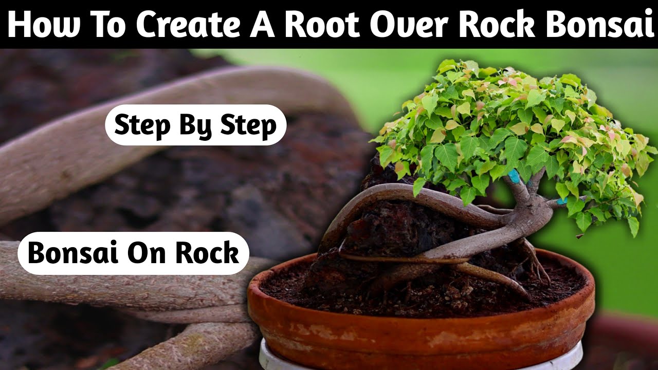 How To Create A Root Over Rock Bonsai