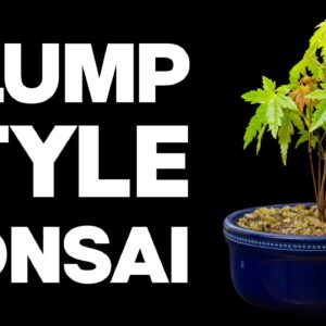 How To Make A Clump Style Bonsai - Kabudachi