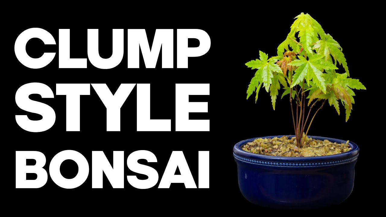 How To Make A Clump Style Bonsai - Kabudachi