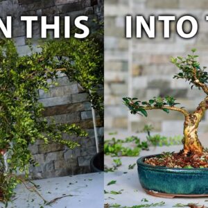 How To Make Bonsai from Collected Material