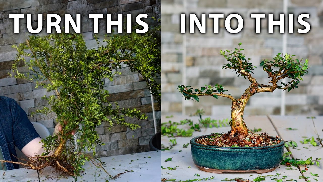 How To Make Bonsai from Collected Material