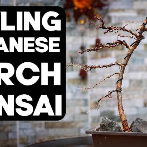 How To Make Bonsai From Japanese Larch