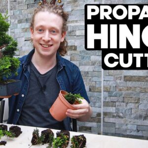 How To Propagate Hinoki Cypress Bonsai from Cuttings🌱*EASY*