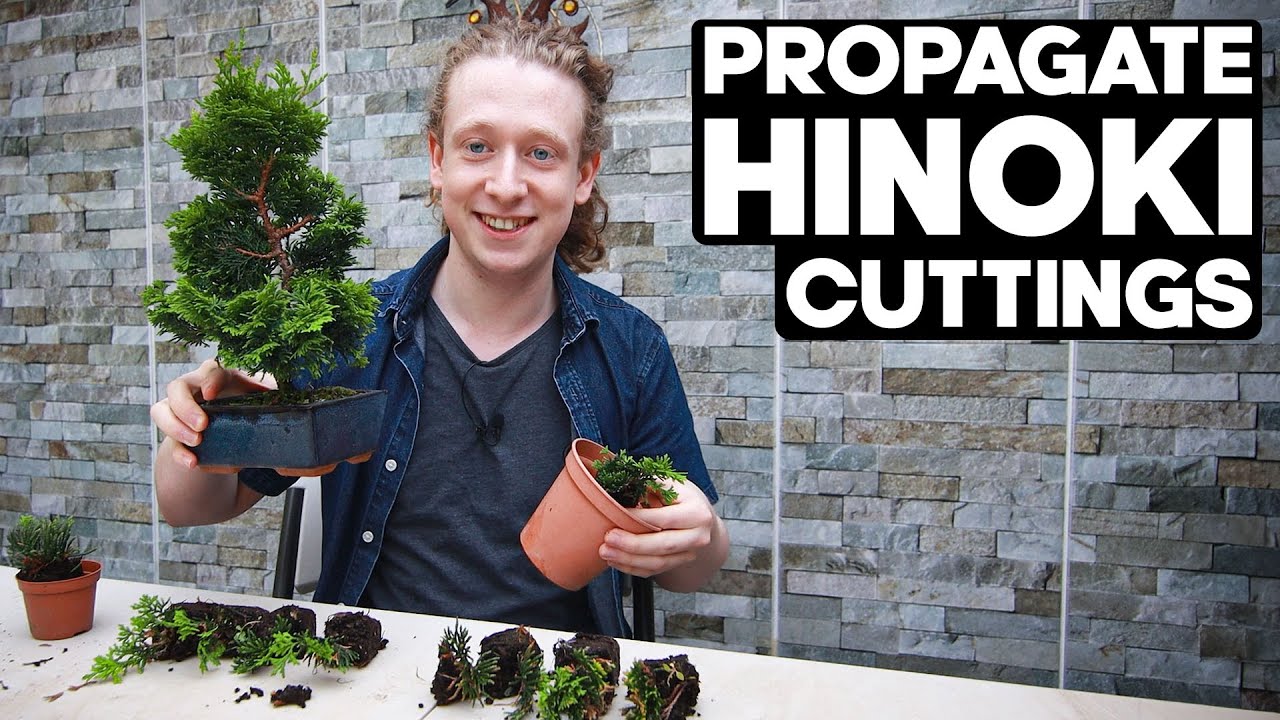 How To Propagate Hinoki Cypress Bonsai from Cuttings🌱*EASY*