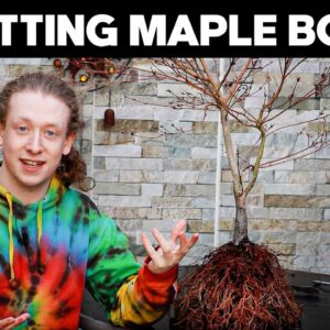 How To Repot Japanese Maple Bonsai