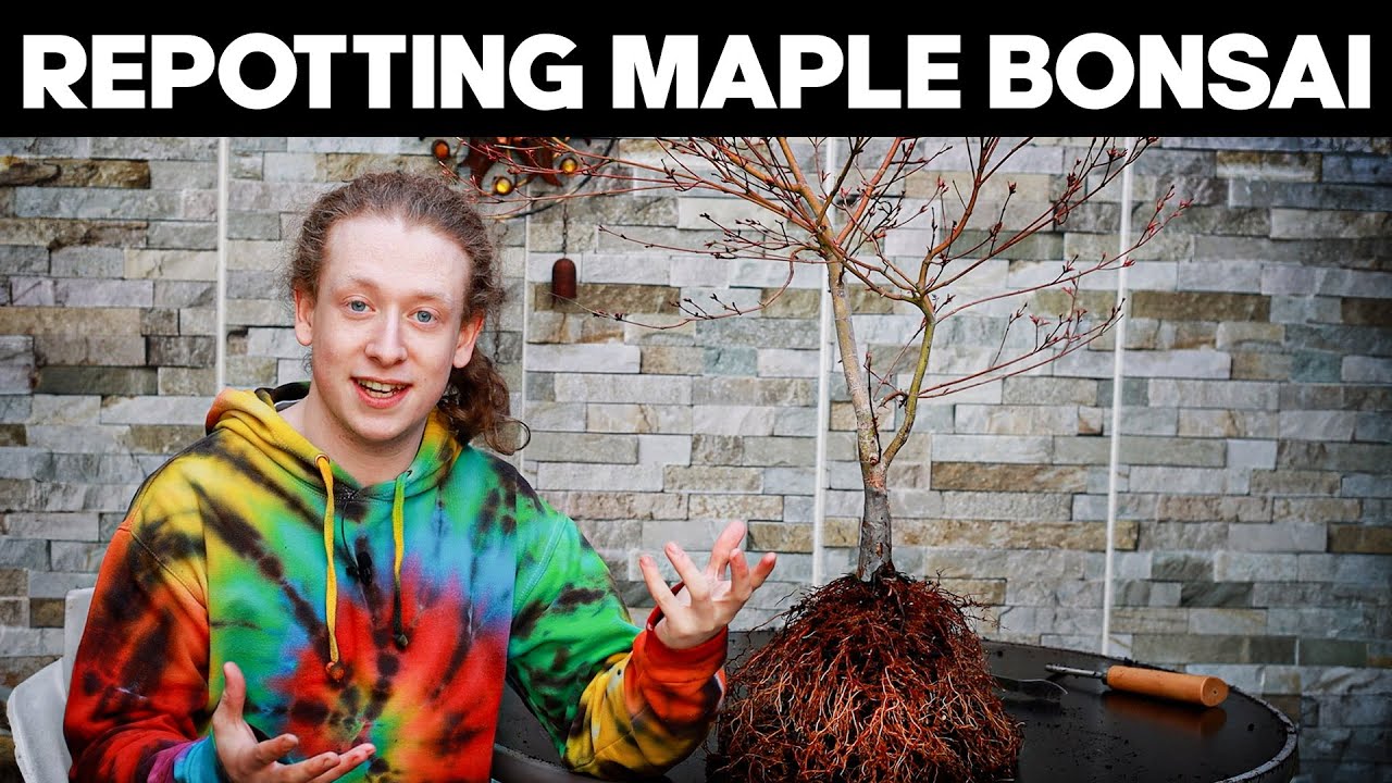 How To Repot Japanese Maple Bonsai