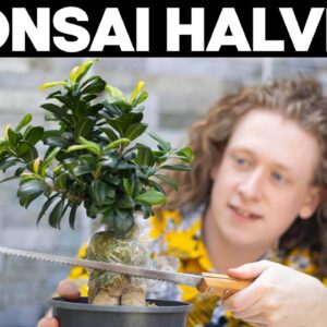 I Cut My Bonsai Tree In Half