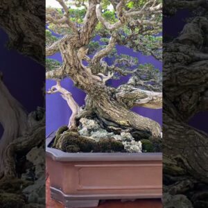 Indonesian Bonsai #bonsai #show #exhibition #art  #garden