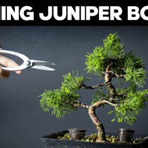 Itoigawa Juniper Bonsai - Pruning and Shaping Ideas