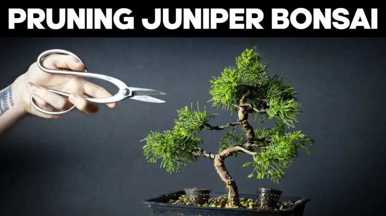 Itoigawa Juniper Bonsai - Pruning and Shaping Ideas