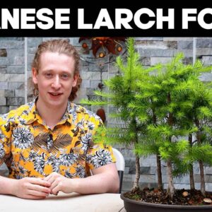 Japanese Larch Bonsai Forest - Summer Pruning Tips