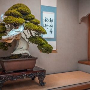 Japan's Best Bonsai Gardens in 2024