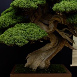 Juniper Bonsai inspiration