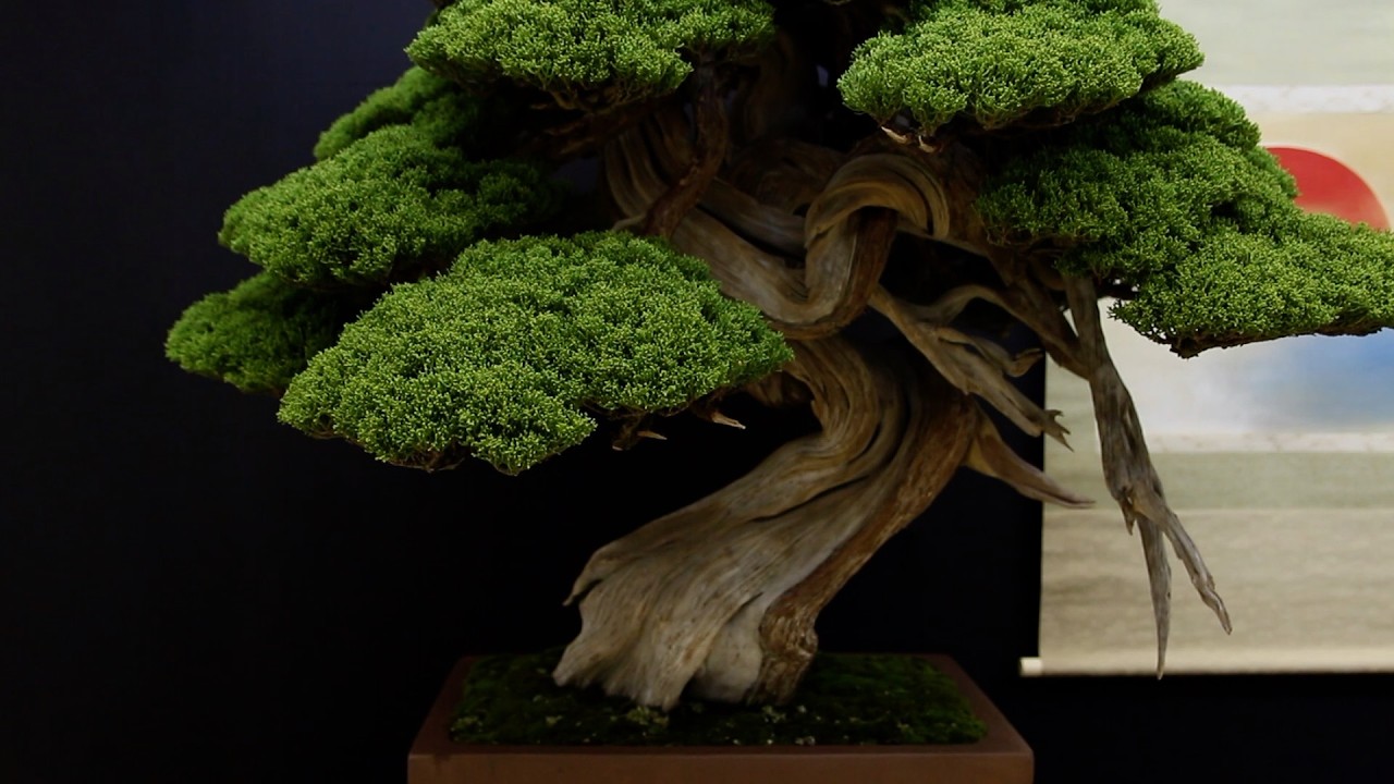 Juniper Bonsai inspiration