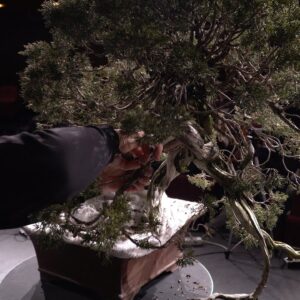 Kazuo Yajima styles a big Juniper Bonsai