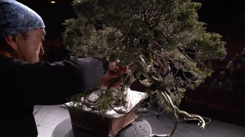 Kazuo Yajima styles a big Juniper Bonsai