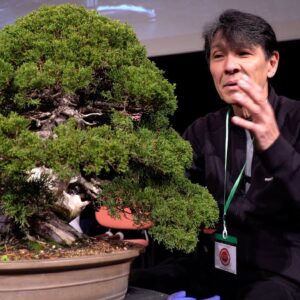 Koji Hiramatsu styles a Juniper Bonsai