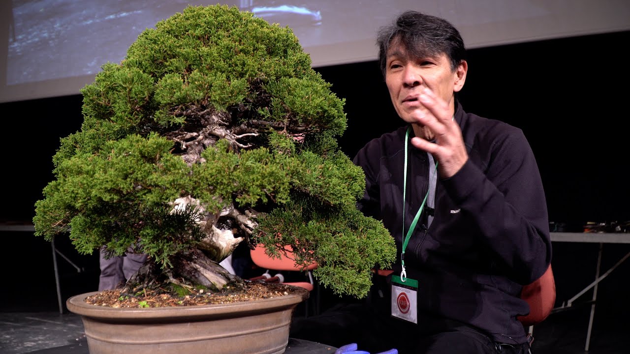 Koji Hiramatsu styles a Juniper Bonsai