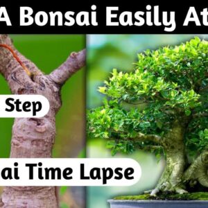 Make A Bonsai Easily At Home 🏡