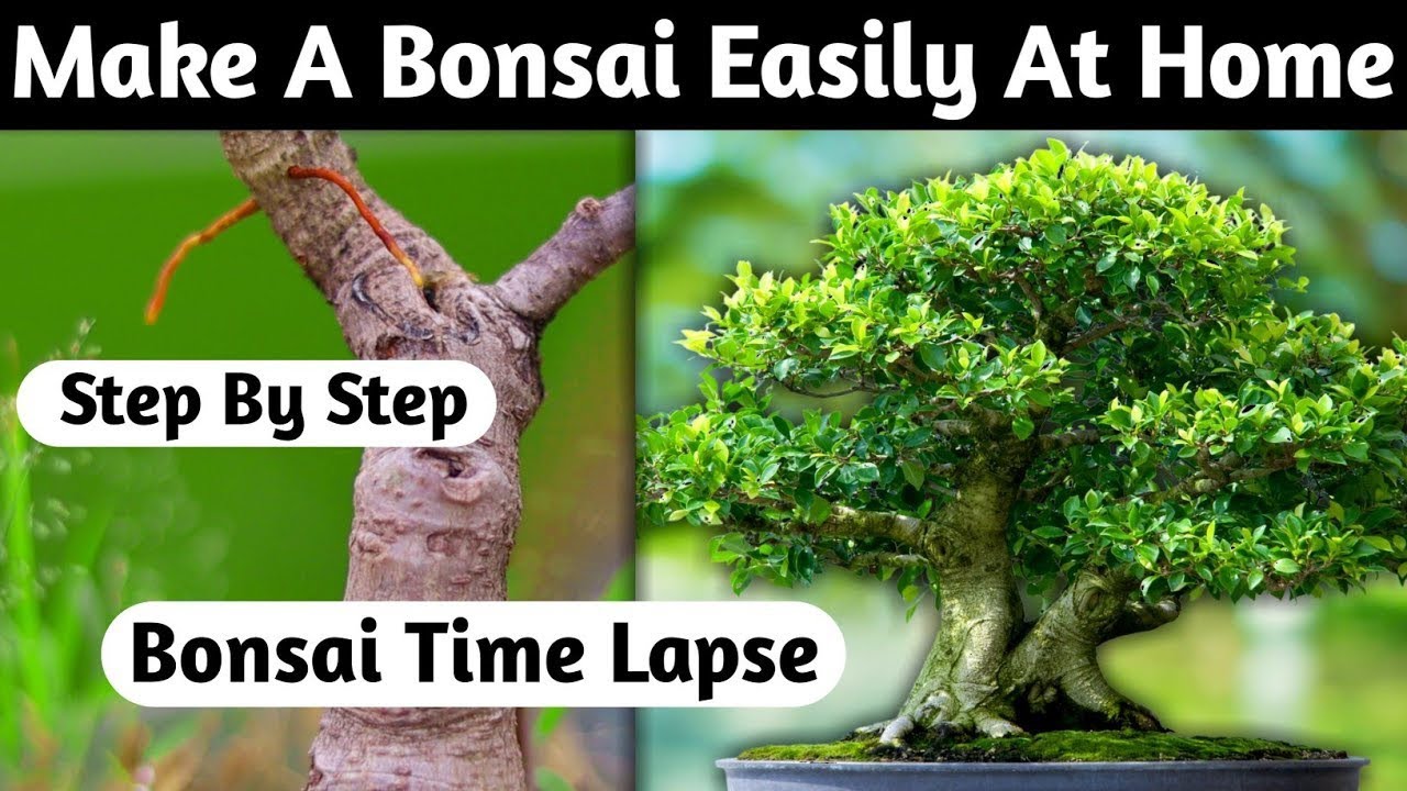 Make A Bonsai Easily At Home 🏡