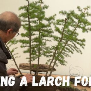 Making A Larch Forest