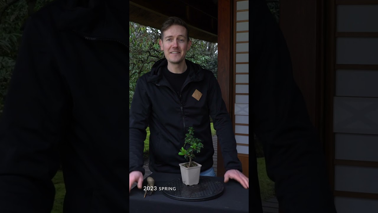 Making a Pyracantha Bonsai #bonsai