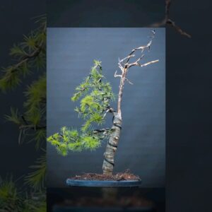 Making Bonsai from Cedar of Lebanon