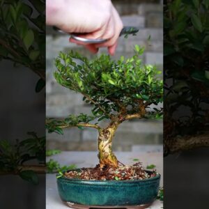 Making Bonsai from Collected Material 🪴