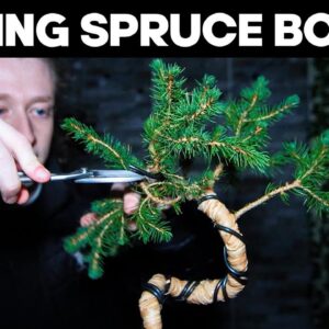 Making Bonsai from Spruce - Clip and Grow Technique