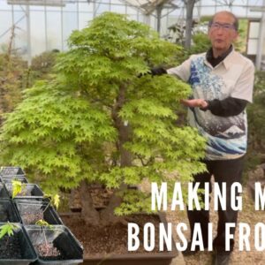 Making Maple Bonsai From Seed