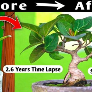 Mame Bonsai 2 Year 6 Month Timelapse