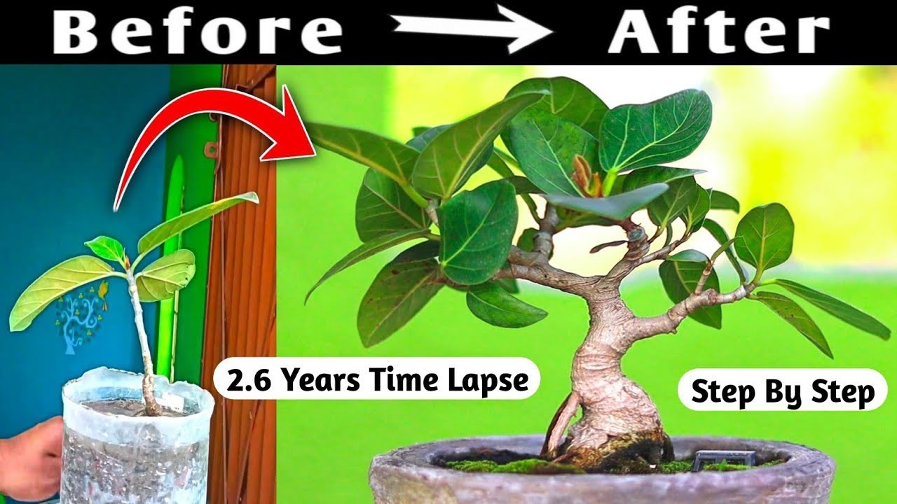 Mame Bonsai 2 Year 6 Month Timelapse