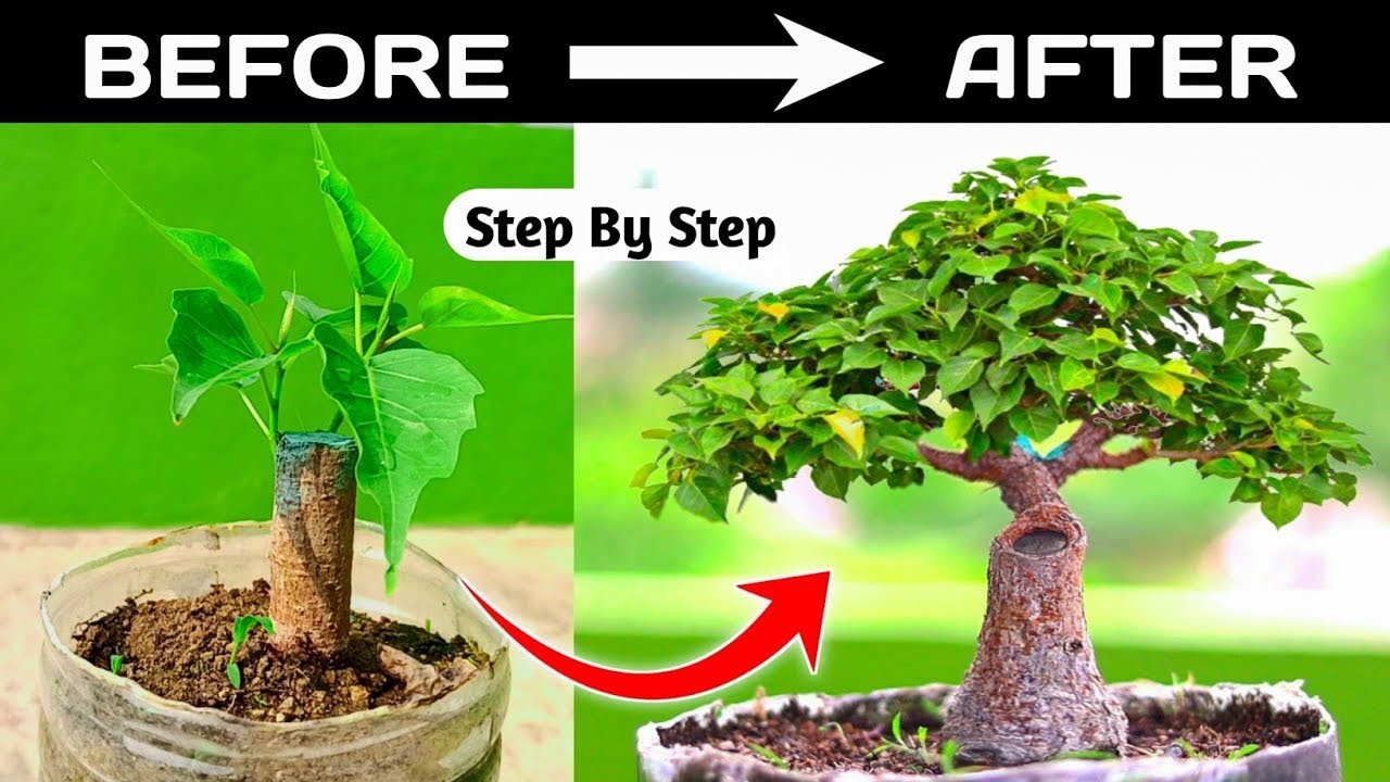 Mame Bonsai Making From Branch Cutting 3.6 Year Time Lapse