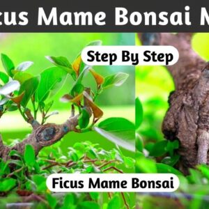 Mame Bonsai Making From Old Material