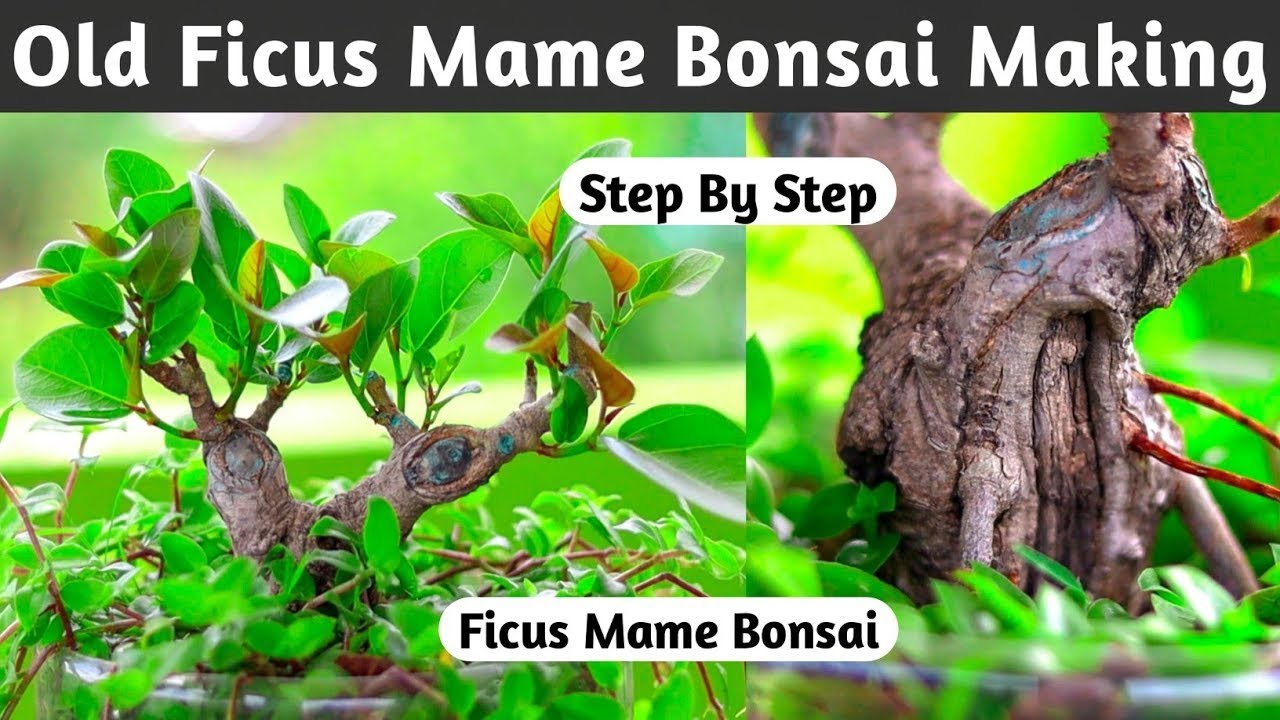 Mame Bonsai Making From Old Material